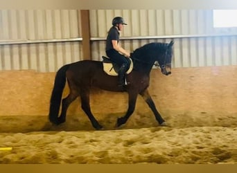 Cheval de trait, Hongre, 15 Ans, 165 cm, Bai