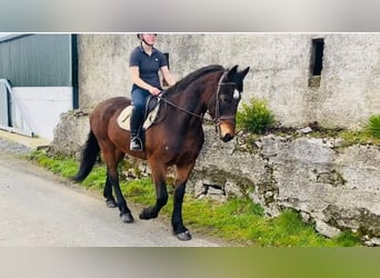 Cheval de trait, Hongre, 15 Ans, 165 cm, Bai