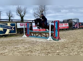 Cheval de trait, Hongre, 15 Ans, 165 cm, Bai