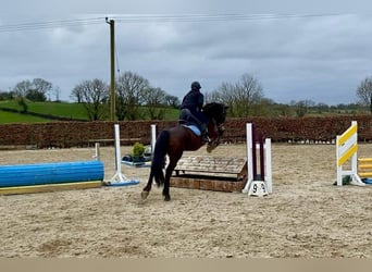 Cheval de trait, Hongre, 15 Ans, 165 cm, Bai