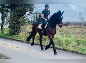 Cheval de trait, Hongre, 15 Ans, 165 cm, Bai