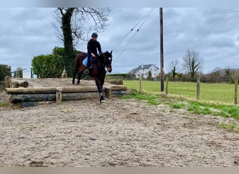 Cheval de trait, Hongre, 15 Ans, 165 cm, Bai