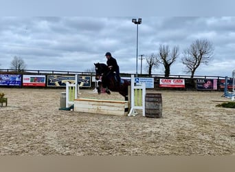 Cheval de trait, Hongre, 15 Ans, 165 cm, Bai