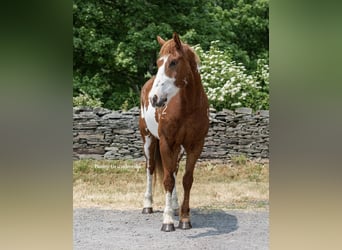 Cheval de trait, Hongre, 15 Ans, 165 cm, Overo-toutes couleurs