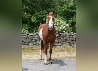 Cheval de trait, Hongre, 15 Ans, 165 cm, Overo-toutes couleurs