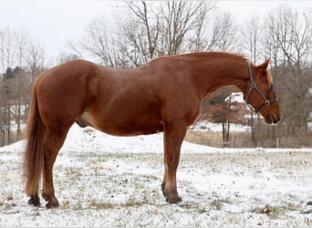 Cheval de trait, Hongre, 15 Ans, 168 cm, Alezan brûlé