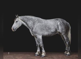 Cheval de trait, Hongre, 15 Ans, 175 cm, Gris pommelé