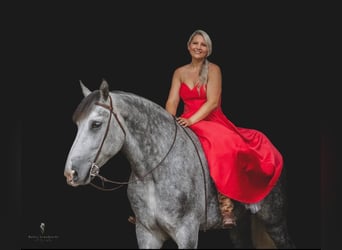 Cheval de trait, Hongre, 15 Ans, 175 cm, Gris pommelé