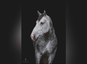 Cheval de trait, Hongre, 15 Ans, 175 cm, Gris pommelé