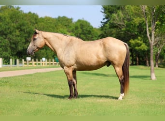 Cheval de trait Croisé, Hongre, 15 Ans, Buckskin