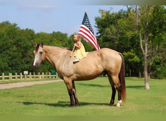 Cheval de trait Croisé, Hongre, 15 Ans, Buckskin