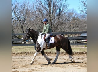 Cheval de trait, Hongre, 15 Ans, Tobiano-toutes couleurs