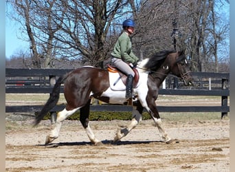 Cheval de trait, Hongre, 15 Ans, Tobiano-toutes couleurs