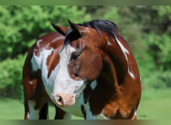 Cheval de trait Croisé, Hongre, 16 Ans, 163 cm, Pinto