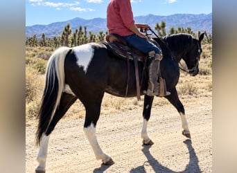 Cheval de trait Croisé, Hongre, 26 Ans, Tobiano-toutes couleurs