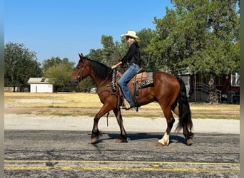 Cheval de trait, Hongre, 3 Ans, 150 cm, Bai cerise