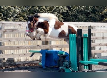 Cheval de trait Croisé, Hongre, 3 Ans, 152 cm, Bai cerise