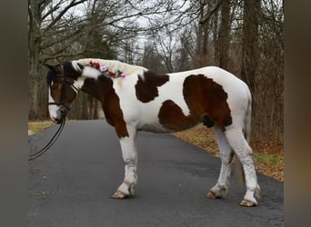 Cheval de trait Croisé, Hongre, 3 Ans, 152 cm, Bai cerise