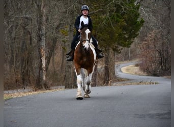 Cheval de trait Croisé, Hongre, 3 Ans, 152 cm, Bai cerise