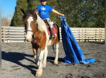 Cheval de trait Croisé, Hongre, 3 Ans, 152 cm, Bai cerise