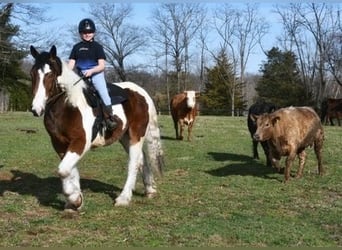 Cheval de trait Croisé, Hongre, 3 Ans, 152 cm, Bai cerise