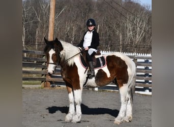 Cheval de trait Croisé, Hongre, 3 Ans, 152 cm, Bai cerise