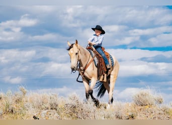 Cheval de trait Croisé, Hongre, 3 Ans, 155 cm, Buckskin