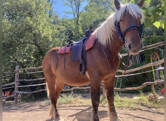 Cheval de trait, Hongre, 3 Ans, 155 cm, Palomino