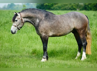 Cheval de trait, Hongre, 3 Ans, 155 cm, Rouan bleu