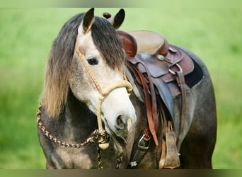 Cheval de trait, Hongre, 3 Ans, 155 cm, Rouan bleu