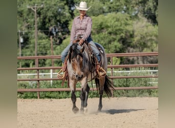 Cheval de trait Croisé, Hongre, 3 Ans, 160 cm, Roan-Bay