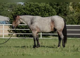 Cheval de trait Croisé, Hongre, 3 Ans, 160 cm, Roan-Bay