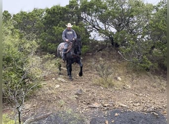 Cheval de trait, Hongre, 3 Ans, 163 cm, Rouan Bleu