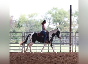 Cheval de trait, Hongre, 3 Ans, 163 cm, Tobiano-toutes couleurs