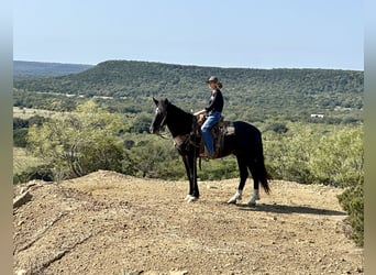 Cheval de trait Croisé, Hongre, 3 Ans, 165 cm, Noir