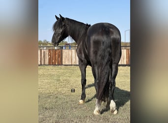 Cheval de trait Croisé, Hongre, 3 Ans, 165 cm, Noir