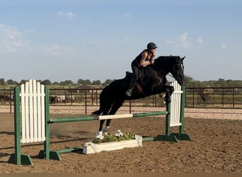 Cheval de trait Croisé, Hongre, 3 Ans, 165 cm, Noir