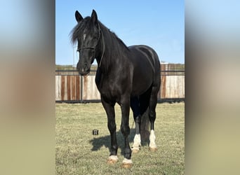 Cheval de trait Croisé, Hongre, 3 Ans, 165 cm, Noir