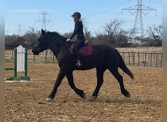 Cheval de trait, Hongre, 3 Ans, 170 cm, Noir