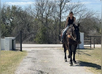 Cheval de trait, Hongre, 3 Ans, 170 cm, Noir