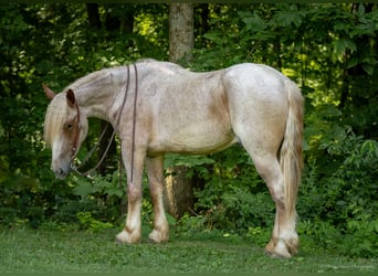 Cheval de trait, Hongre, 3 Ans, 170 cm, Rouan Rouge