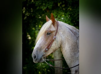 Cheval de trait, Hongre, 3 Ans, 170 cm, Rouan Rouge