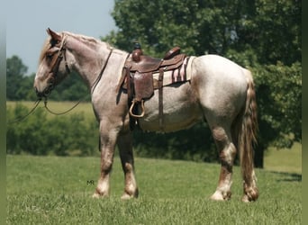 Cheval de trait, Hongre, 3 Ans, 170 cm, Rouan Rouge