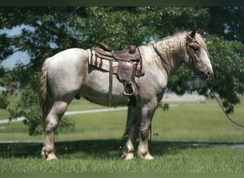 Cheval de trait, Hongre, 3 Ans, 170 cm, Rouan Rouge