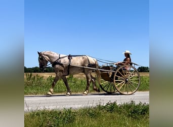 Cheval de trait, Hongre, 3 Ans, 170 cm, Rouan Rouge