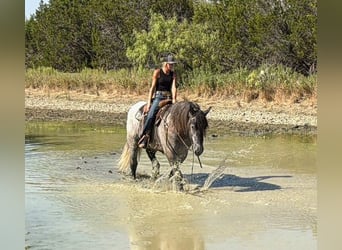Cheval de trait Croisé, Hongre, 3 Ans, 173 cm, Gris