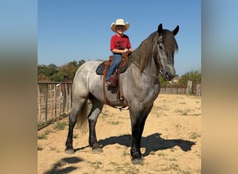 Cheval de trait Croisé, Hongre, 3 Ans, 173 cm, Gris