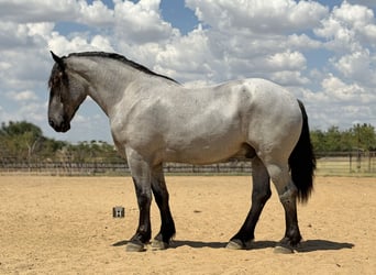 Cheval de trait Croisé, Hongre, 3 Ans, 173 cm, Rouan Bleu