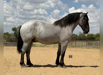 Cheval de trait Croisé, Hongre, 3 Ans, 173 cm, Rouan Bleu
