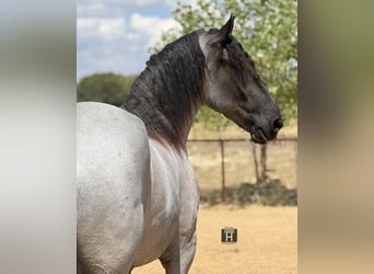 Cheval de trait Croisé, Hongre, 3 Ans, 173 cm, Rouan Bleu